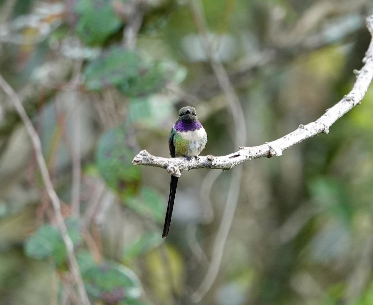 Colibri à queue singulière - ML644418631