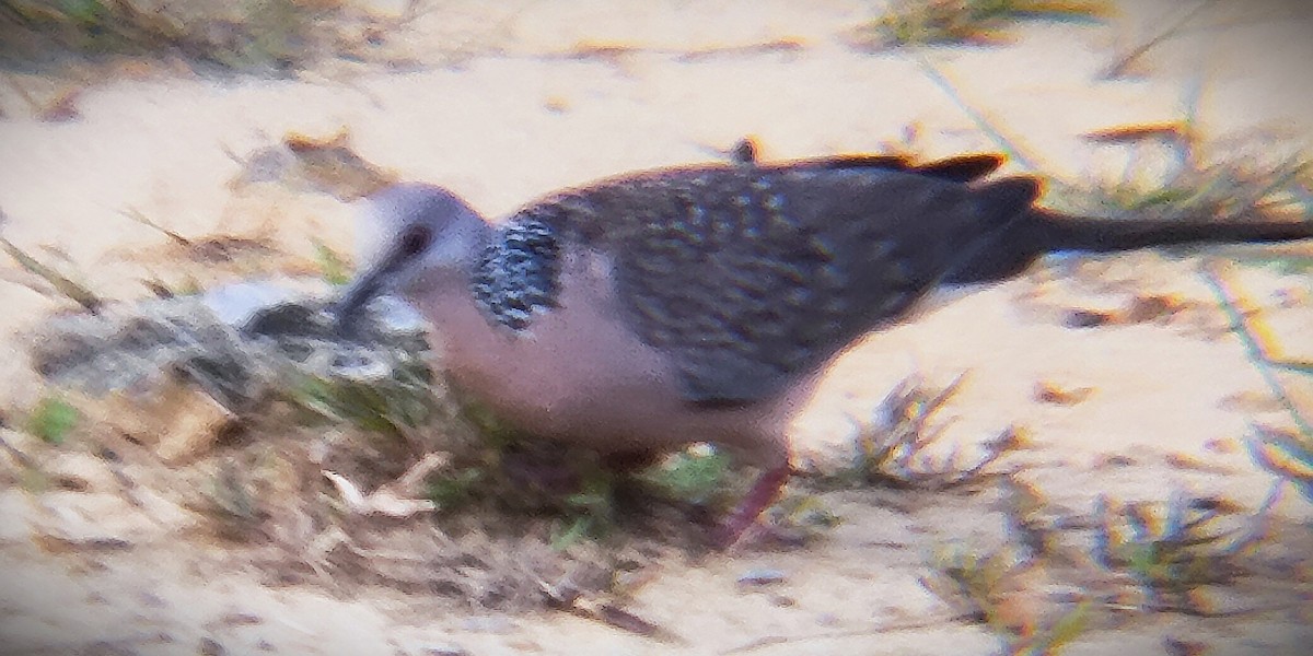 Spotted Dove - ML644418636