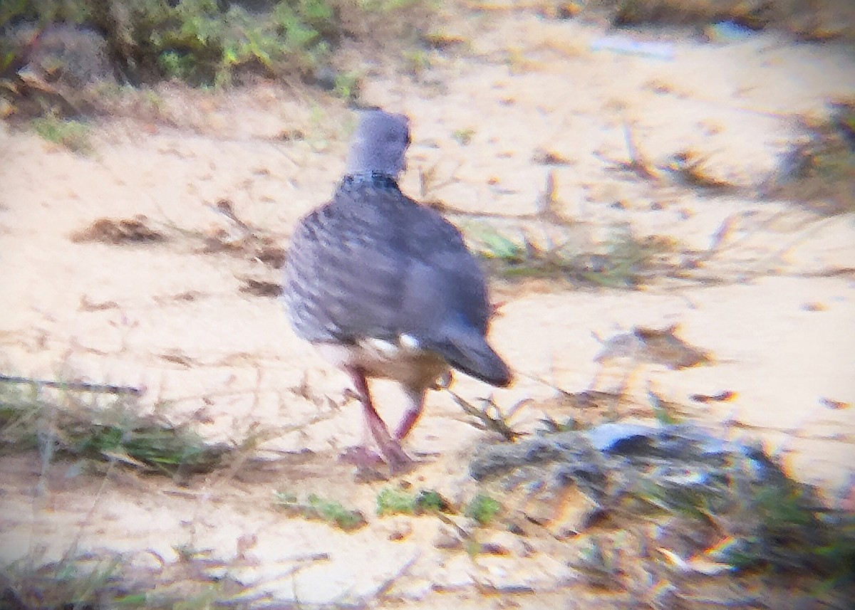 Spotted Dove - ML644418637