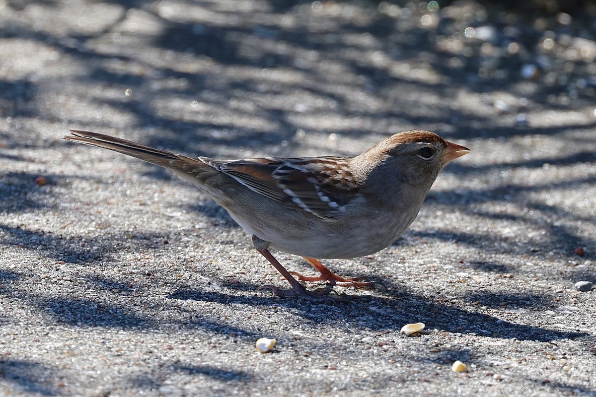 Белобровая овсянка - ML644418638