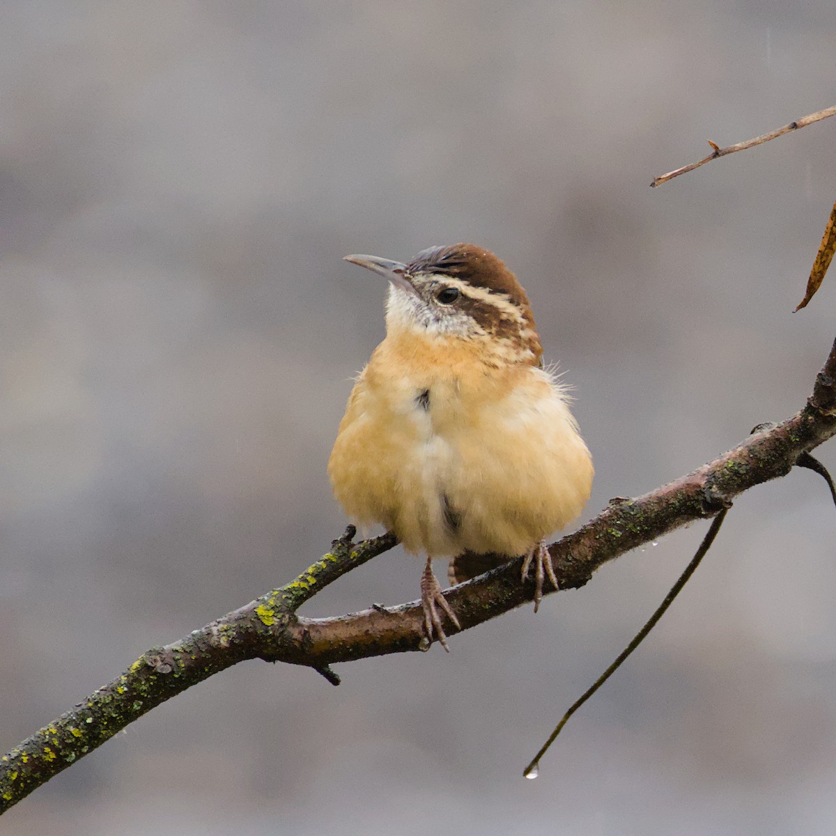 Cucarachero de Carolina - ML644418649