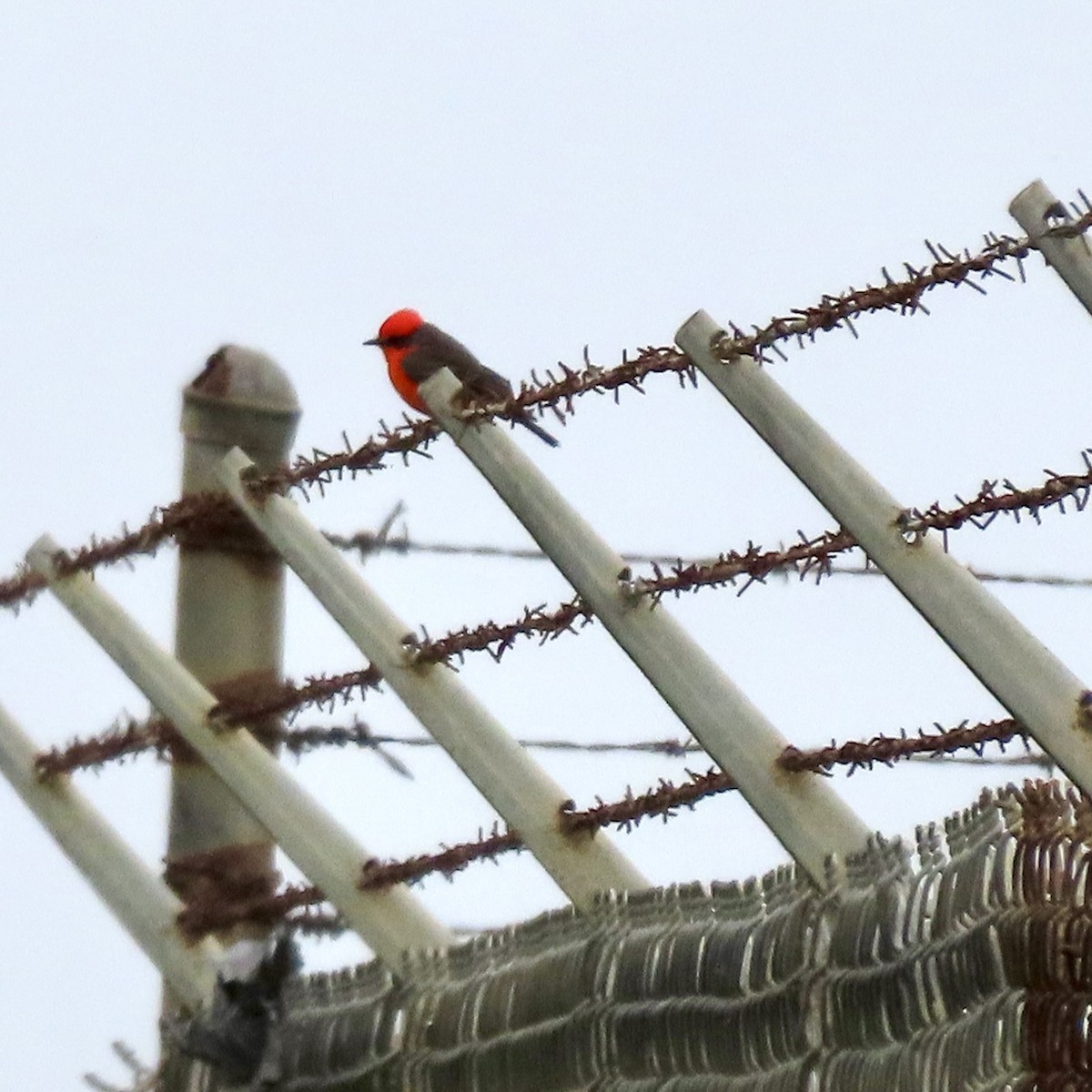 Vermilion Flycatcher - ML644418650