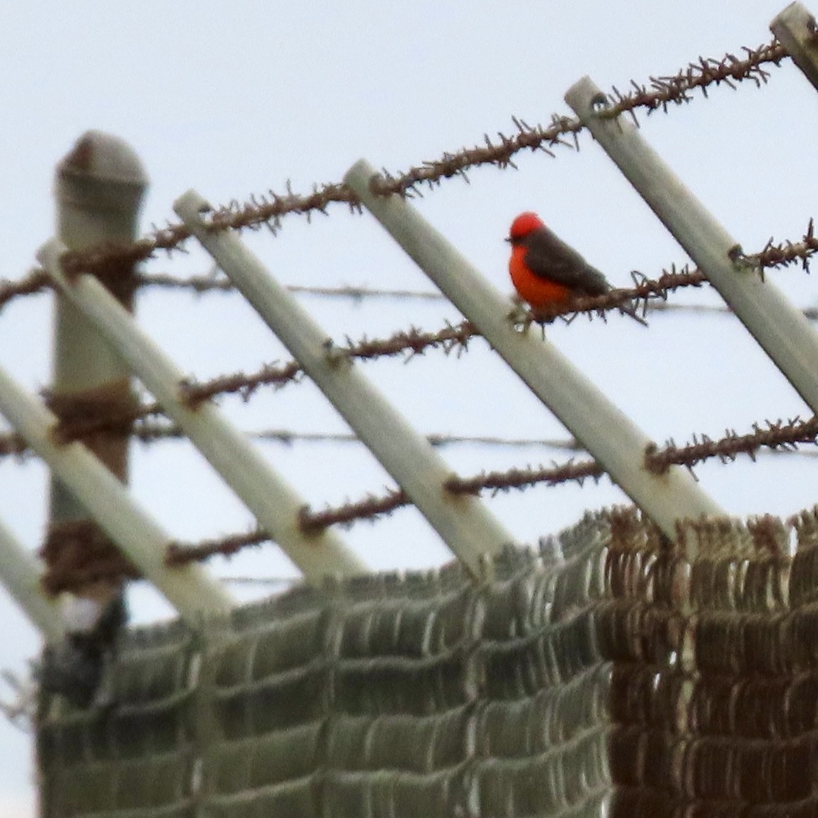 Vermilion Flycatcher - ML644418651