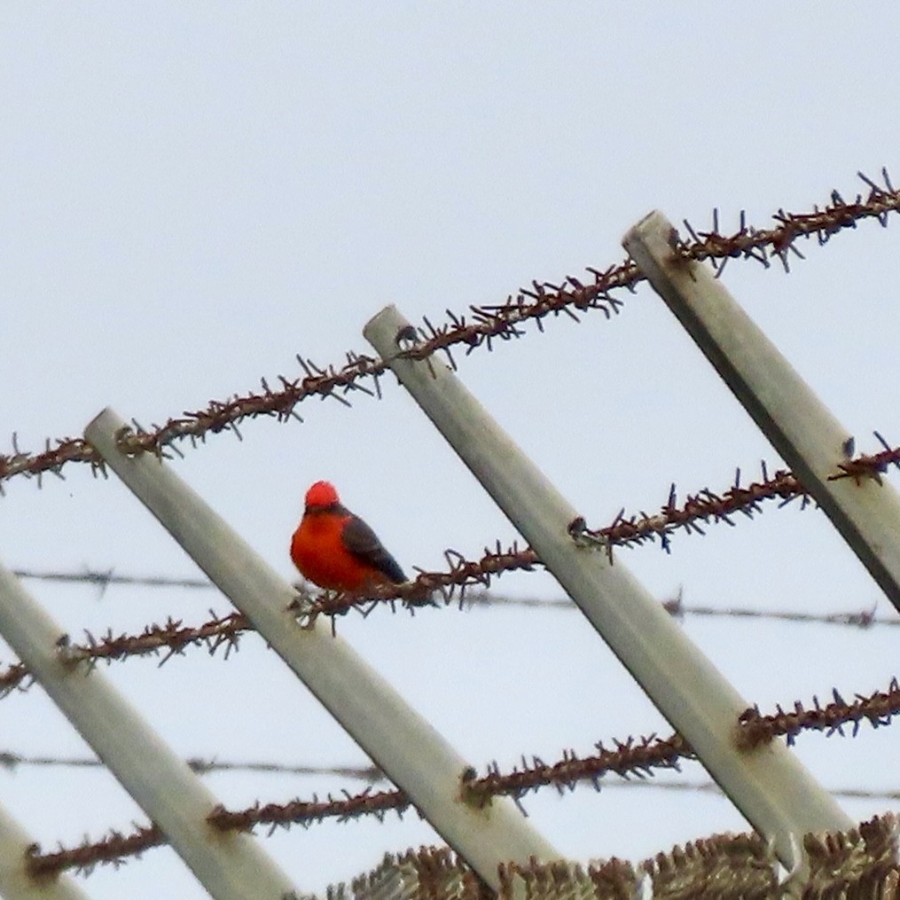 Vermilion Flycatcher - ML644418652