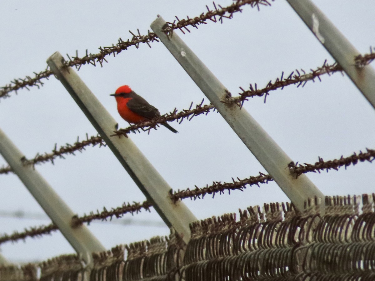 Vermilion Flycatcher - ML644418653