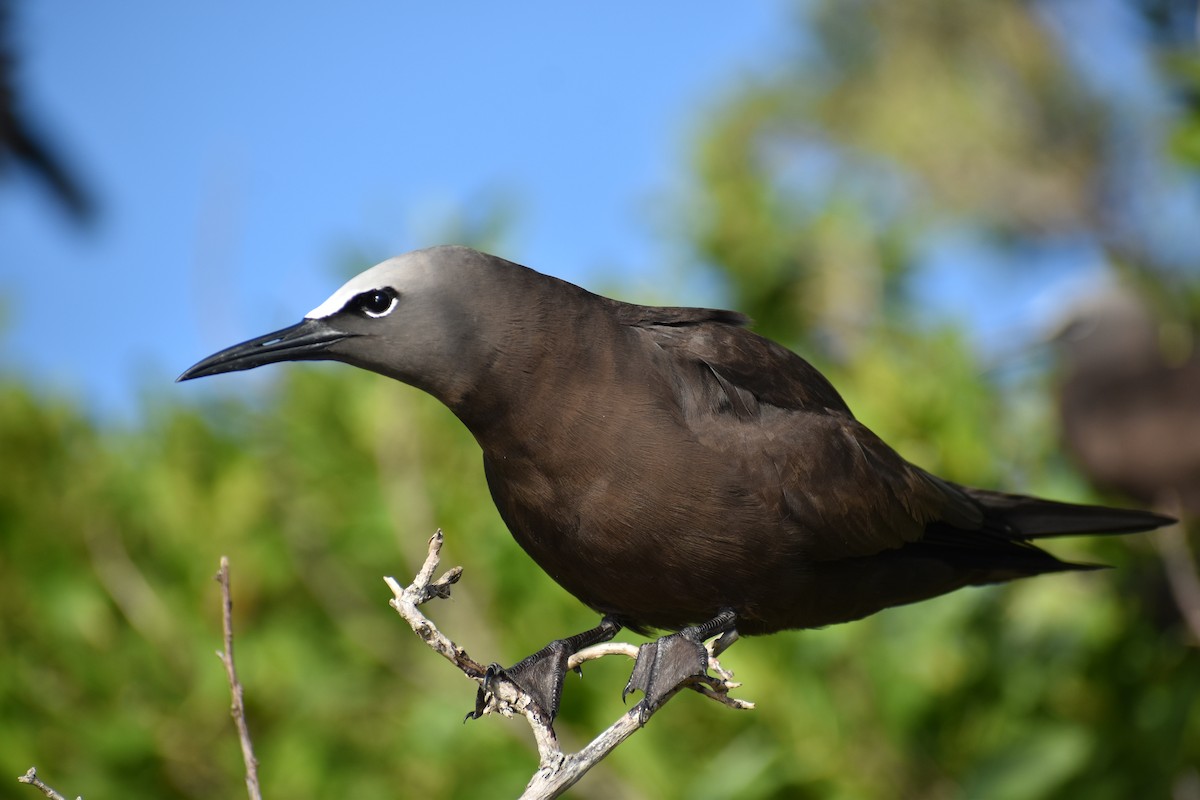 Brown Noddy - ML644418654