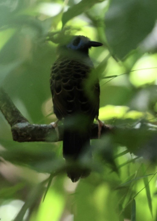 Ocellated Antbird - ML644418656