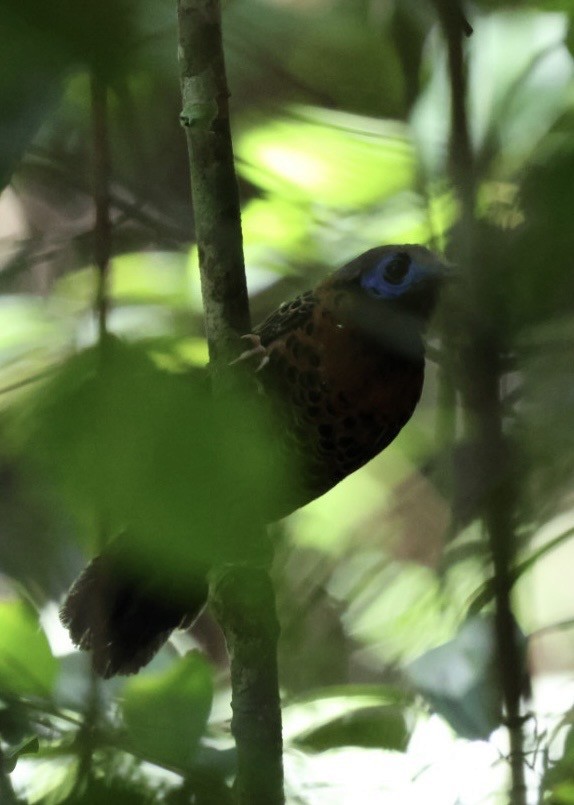 Ocellated Antbird - ML644418657