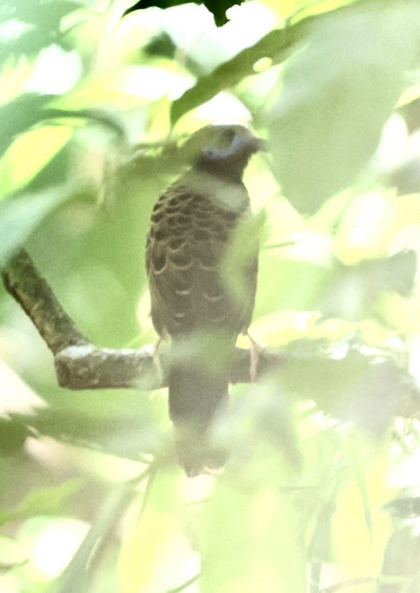 Ocellated Antbird - ML644418658