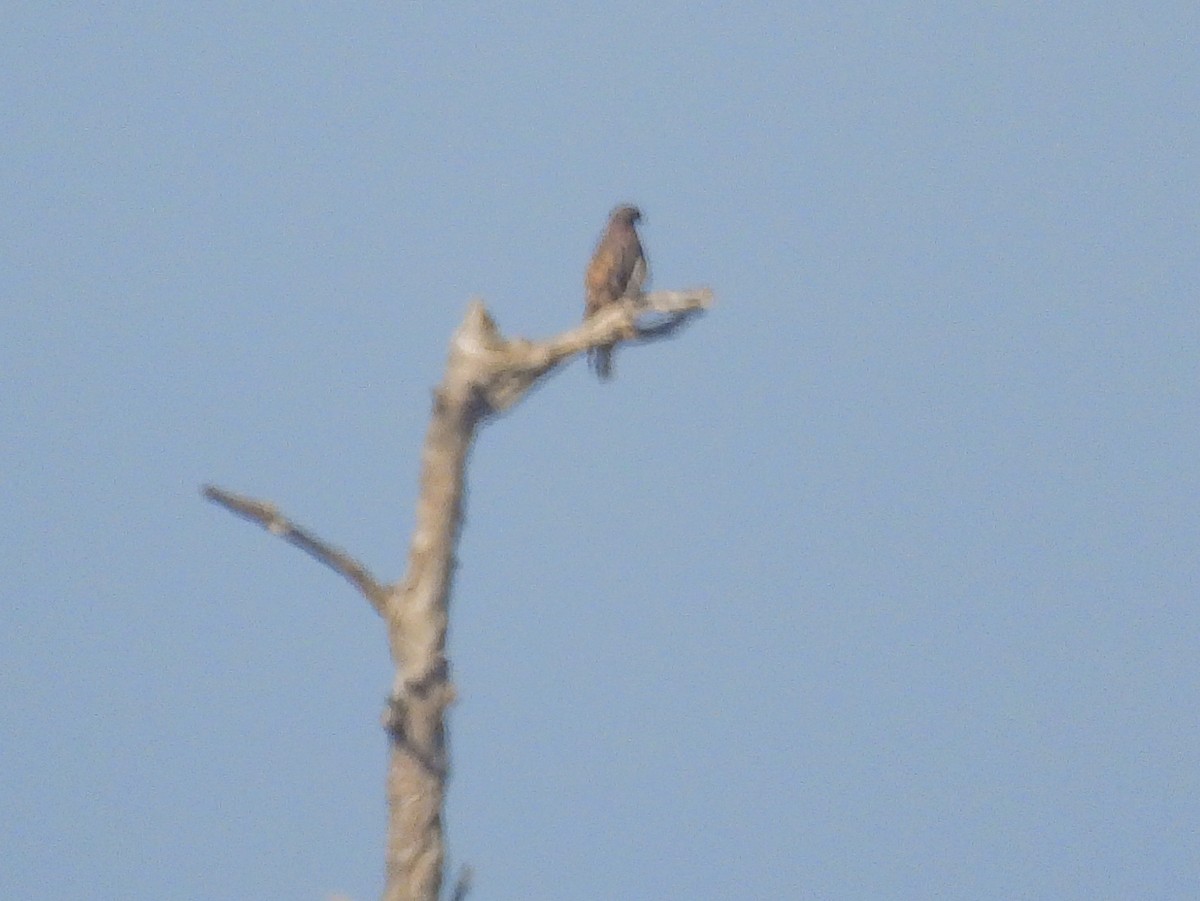 Red-tailed Hawk - ML644418659