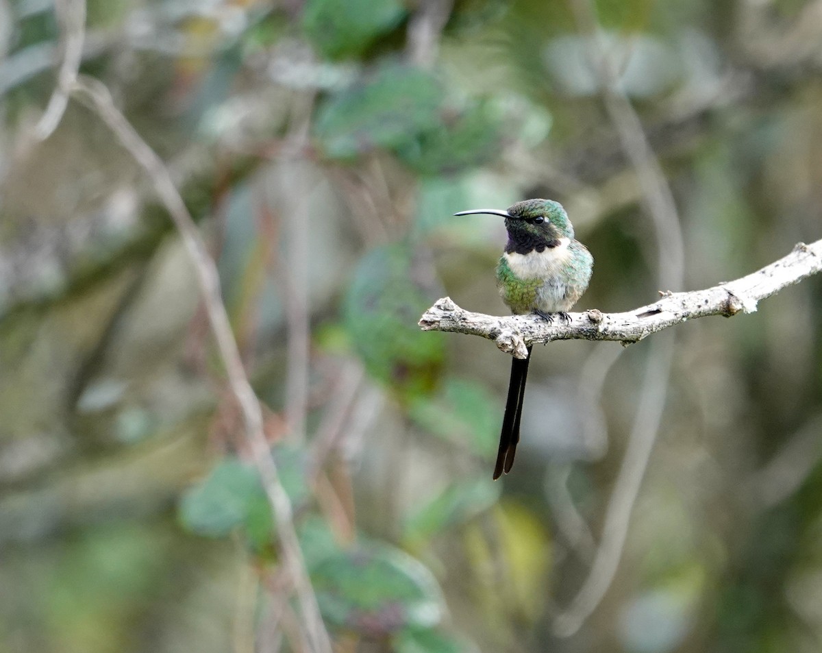 Colibri à queue singulière - ML644418662