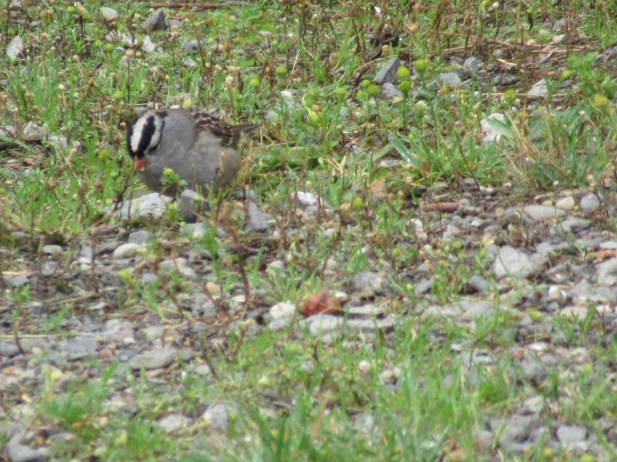 Белобровая овсянка - ML644418668