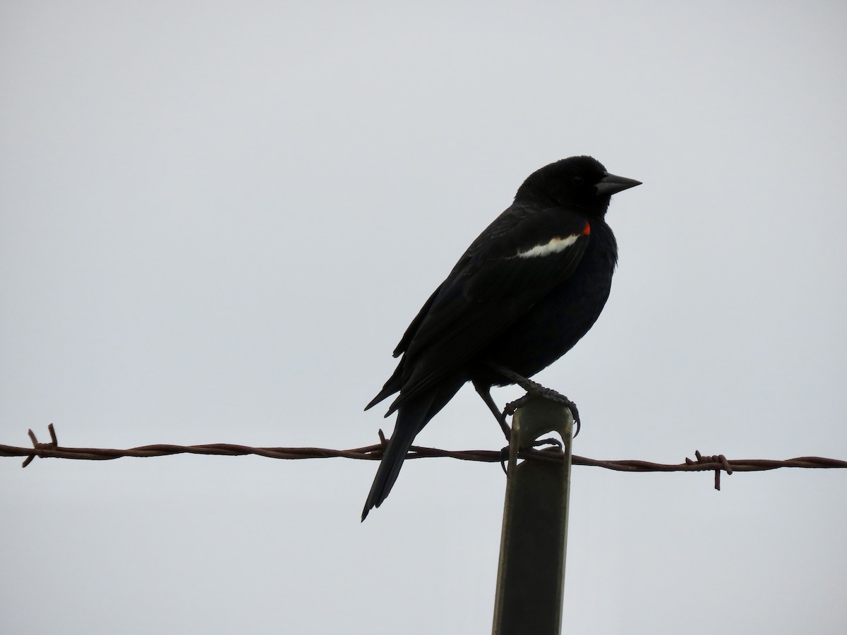 Tricolored Blackbird - ML644418669