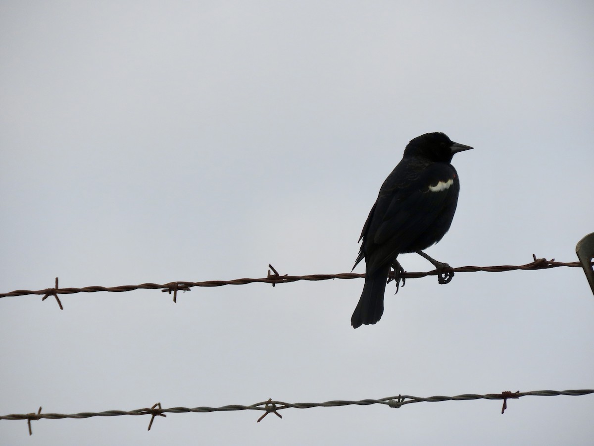 Tricolored Blackbird - ML644418670