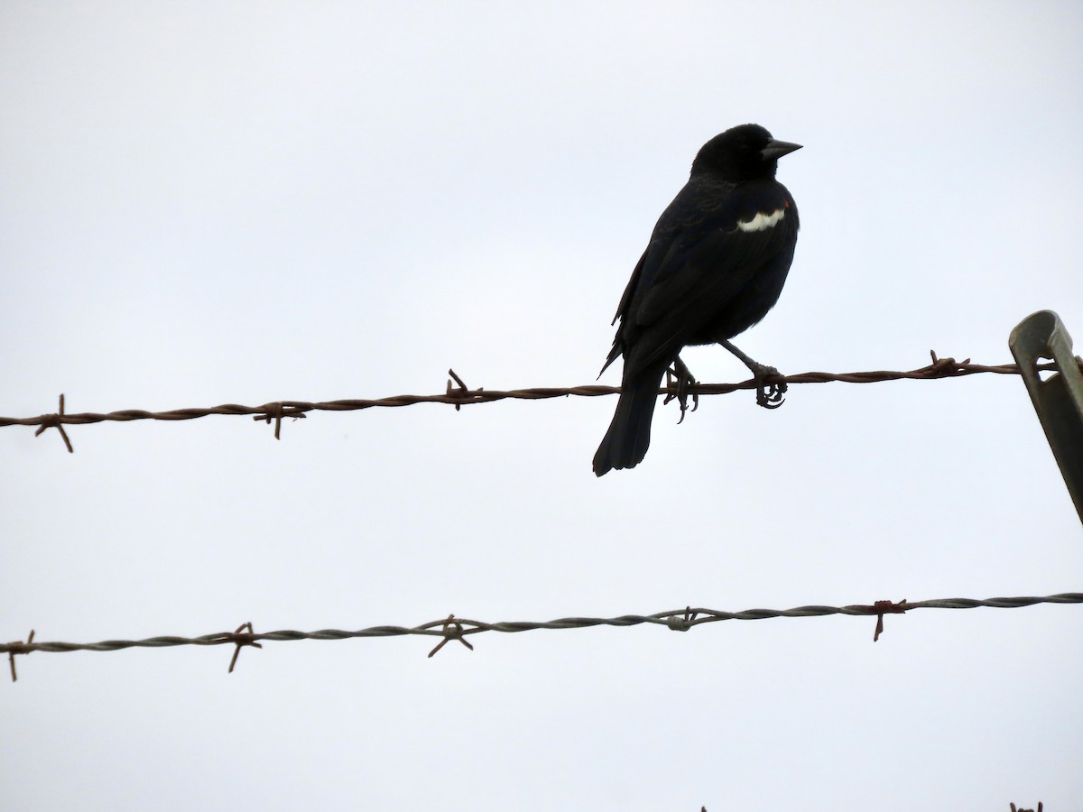 Tricolored Blackbird - ML644418671