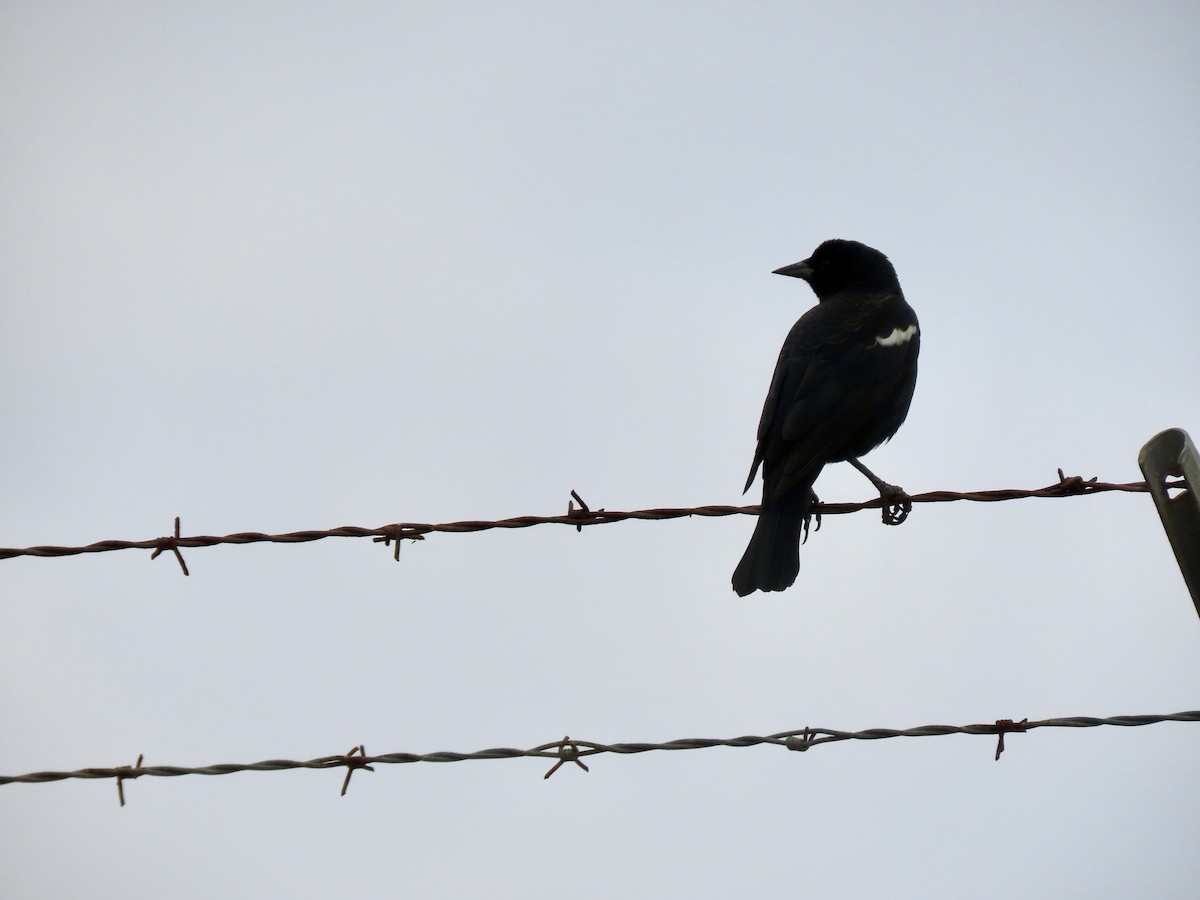 Tricolored Blackbird - ML644418672