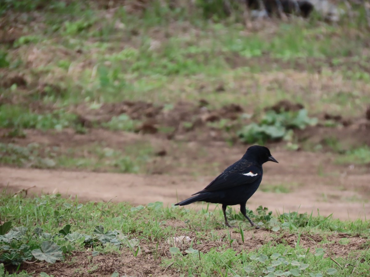 Tricolored Blackbird - ML644418674