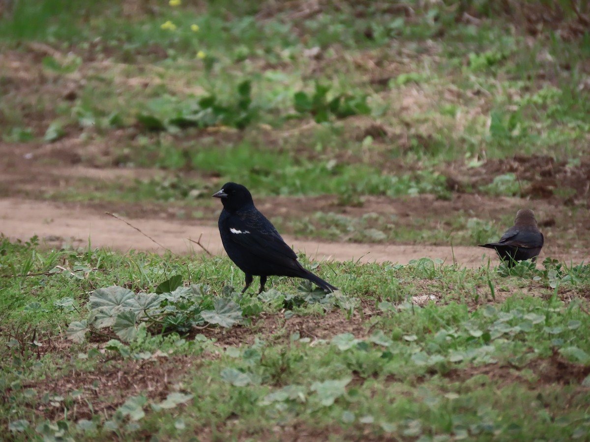 Tricolored Blackbird - ML644418675