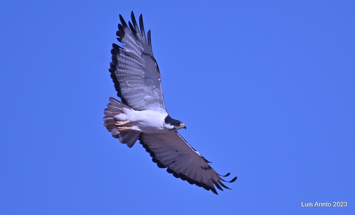 Augur Buzzard - ML644418676
