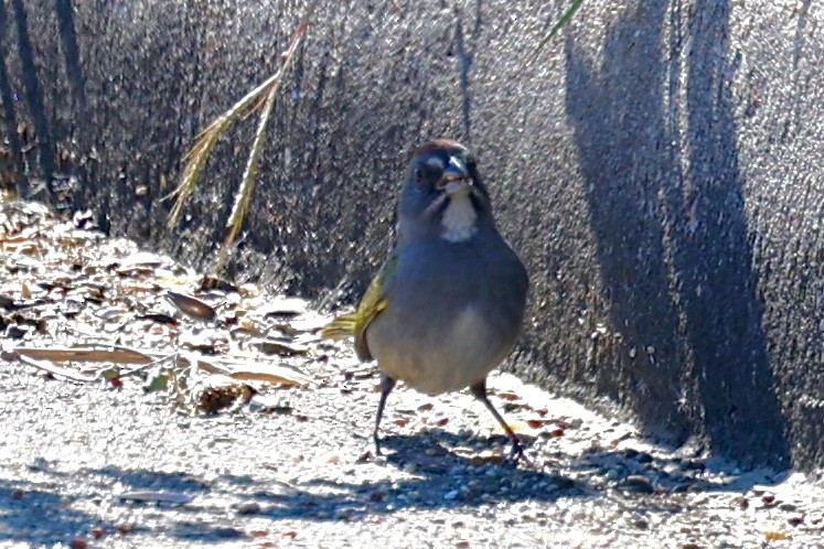 Green-tailed Towhee - ML644418677