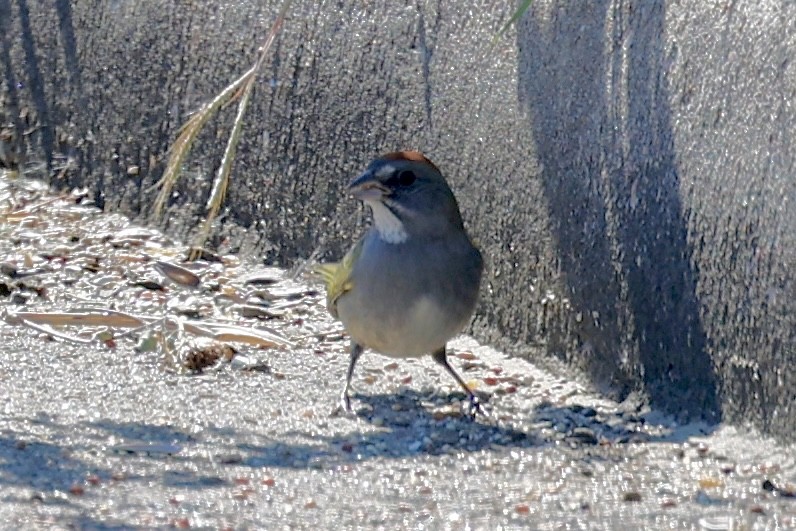 Green-tailed Towhee - ML644418678