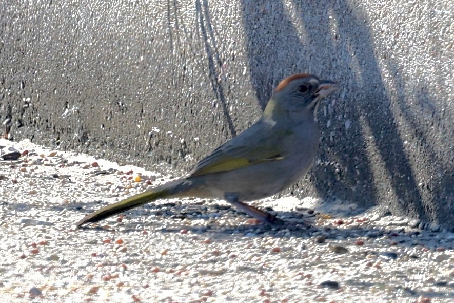 Green-tailed Towhee - ML644418679