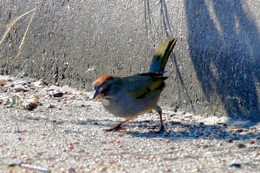 Green-tailed Towhee - ML644418680