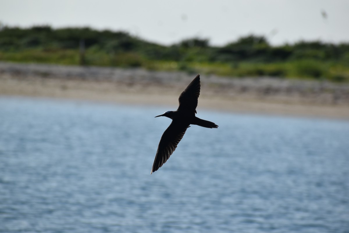 Black Noddy - ML644418682