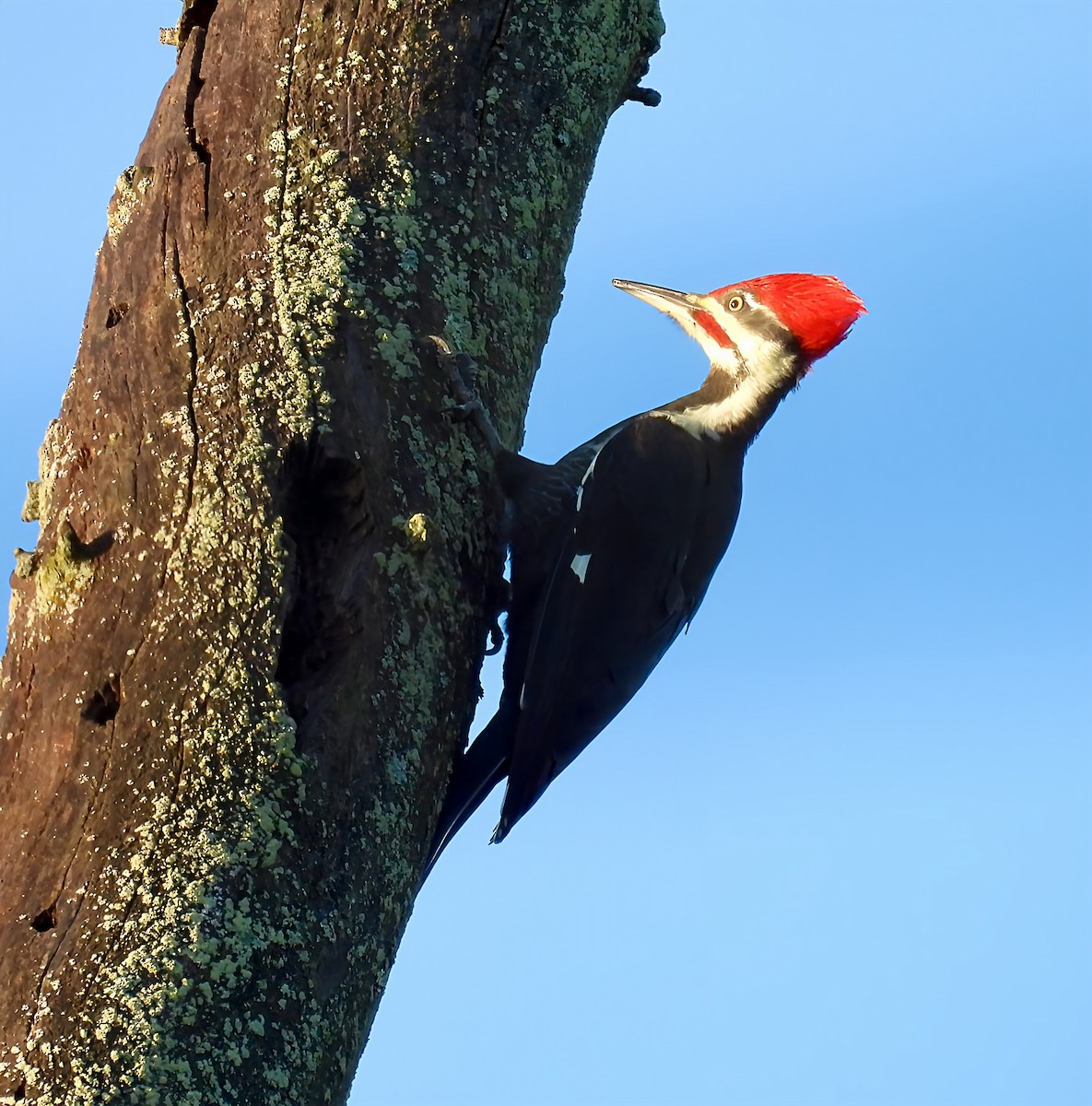 Жовна північна - ML644418684