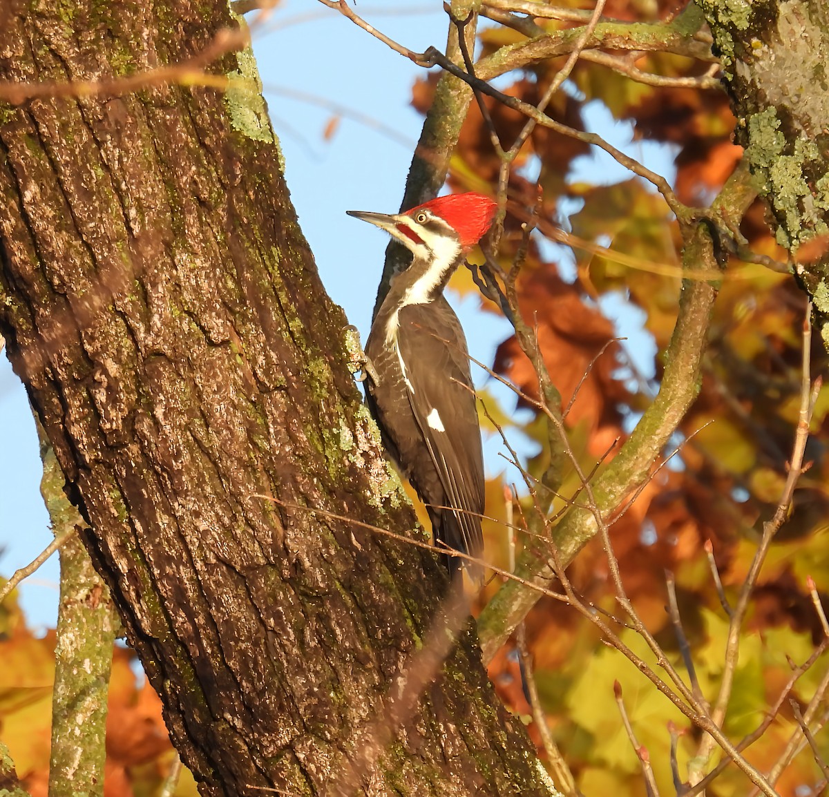 Жовна північна - ML644418685