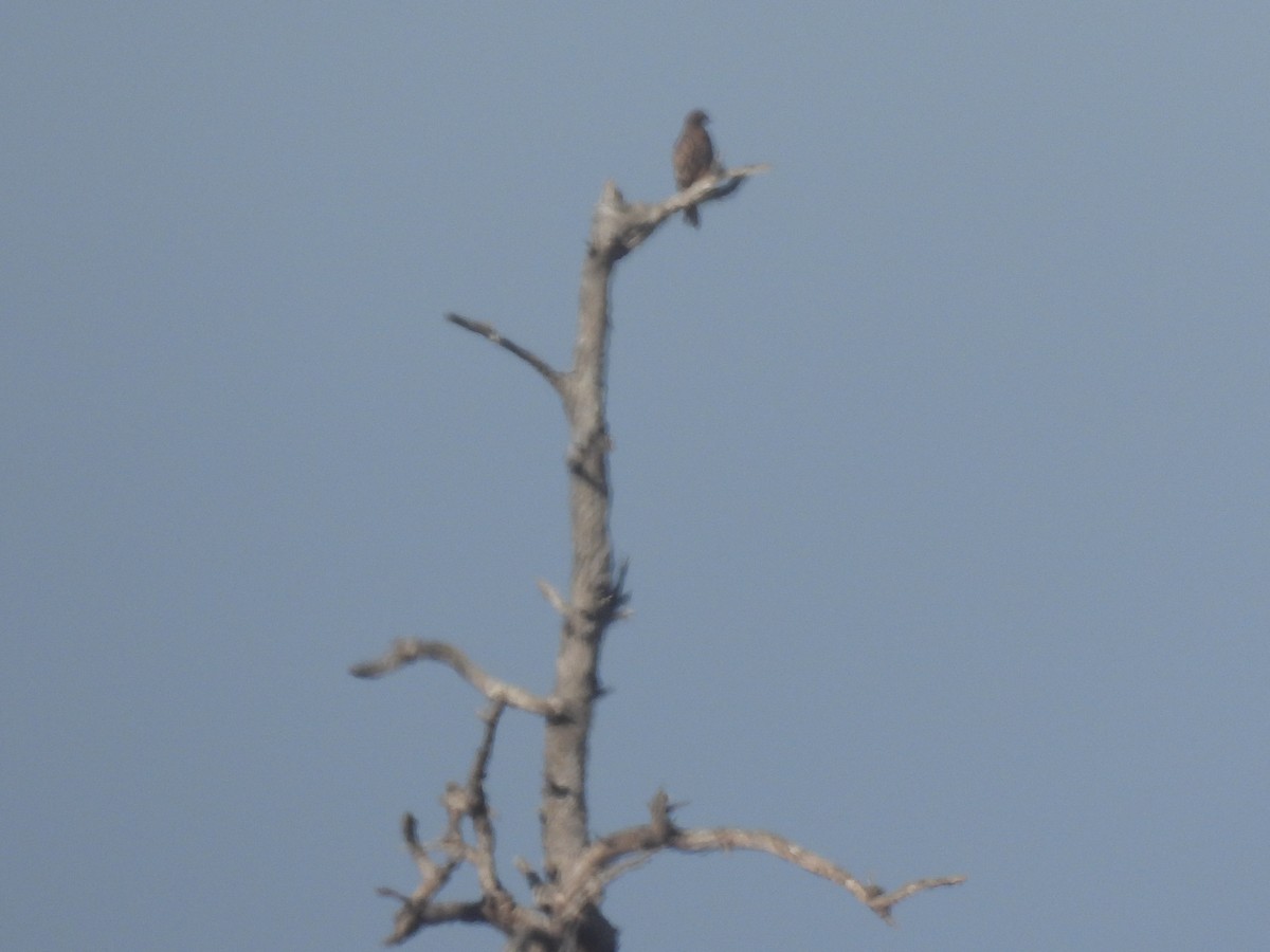 Red-tailed Hawk - ML644418696