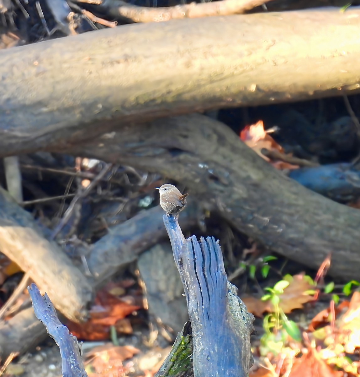 střízlík kanadský - ML644418697