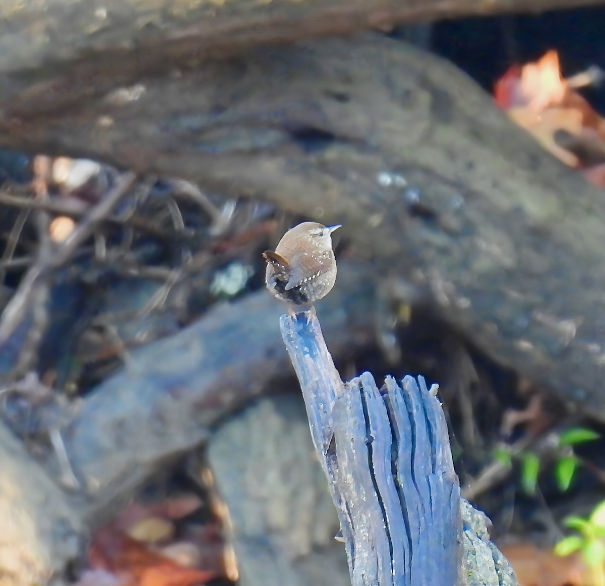 střízlík kanadský - ML644418698