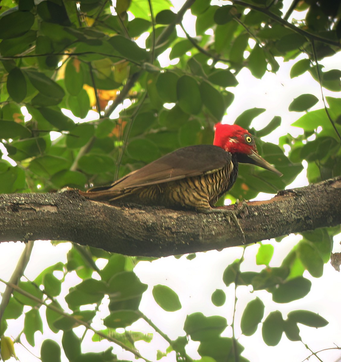 Guayaquil Woodpecker - ML644418699