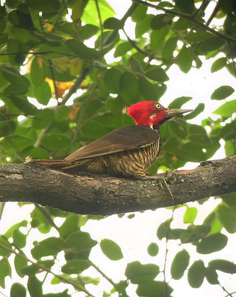 Guayaquil Woodpecker - ML644418700