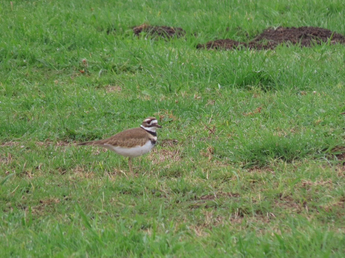 Killdeer - ML644418702