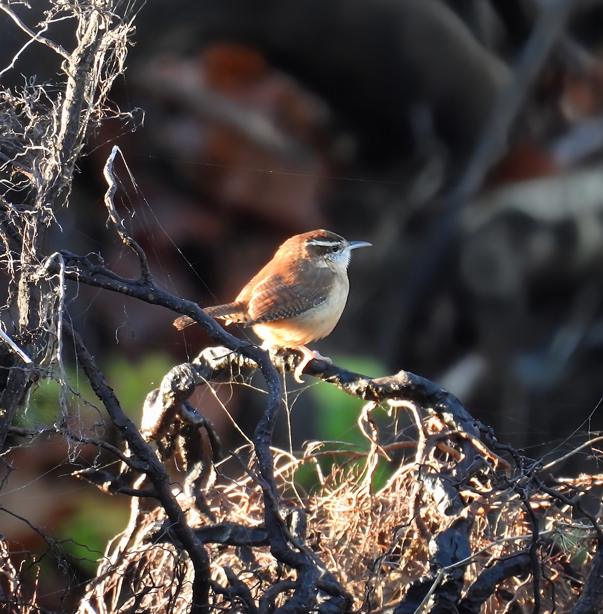 Cucarachero de Carolina - ML644418703