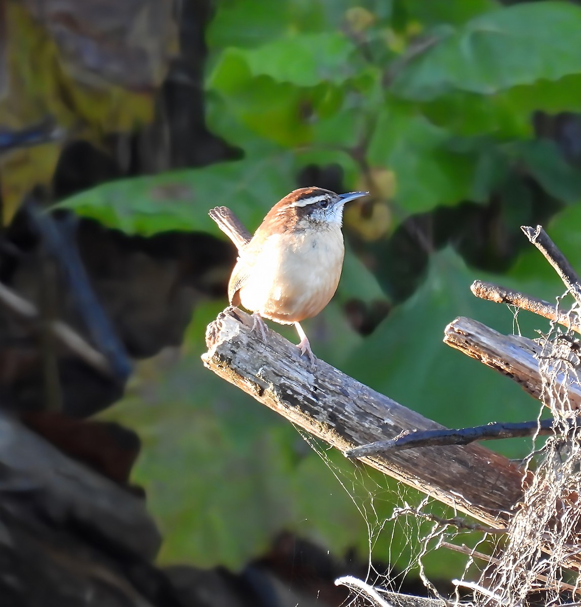 Cucarachero de Carolina - ML644418704
