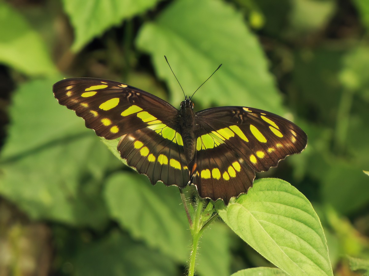 Malachite - ML644418705