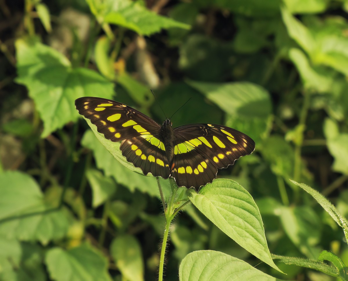 Malachite - ML644418706