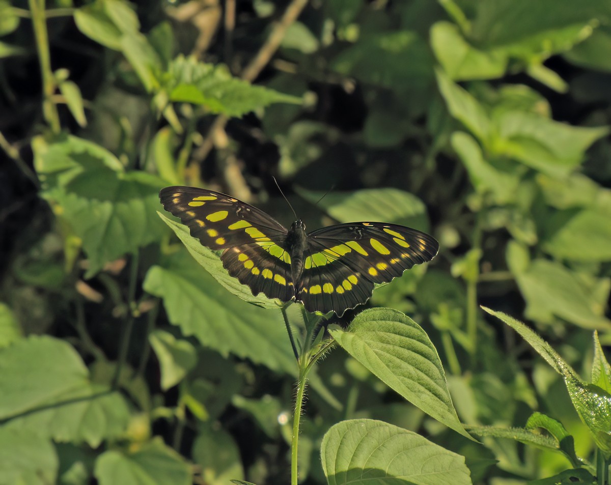 Malachite - ML644418707