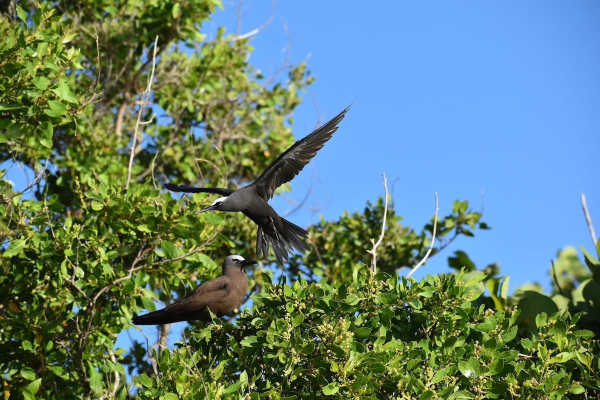 Black Noddy - ML644418708