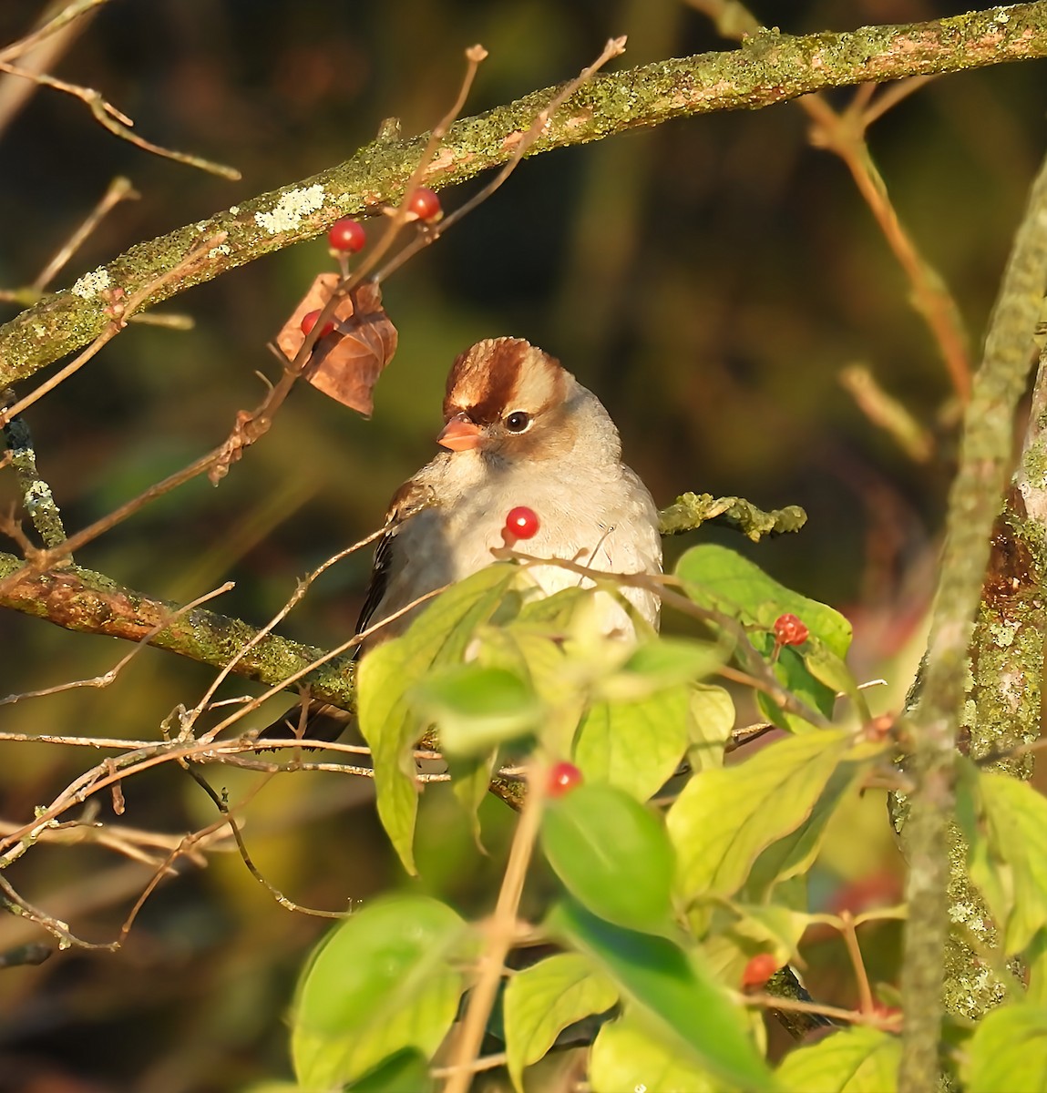 Белобровая овсянка - ML644418716