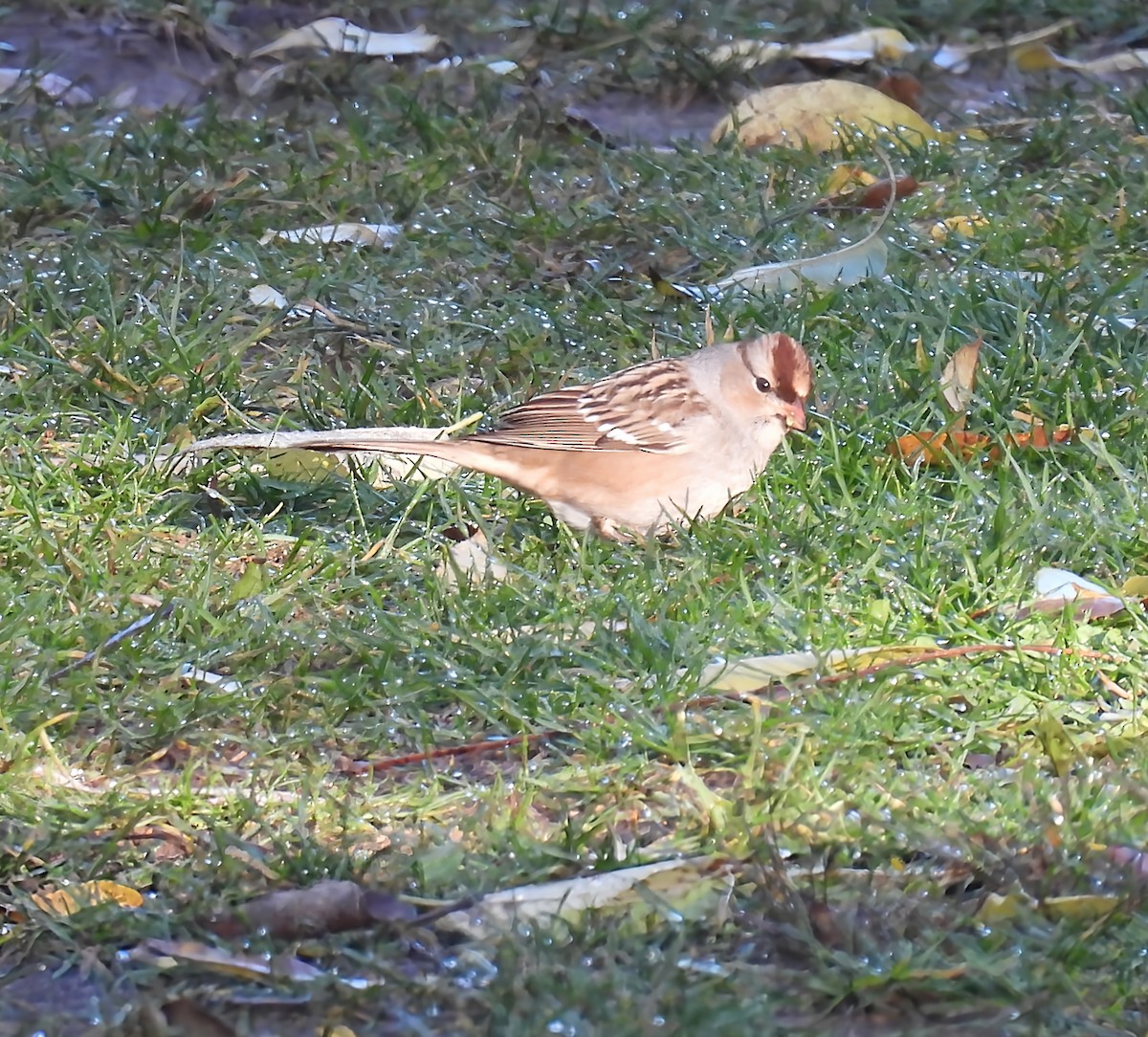Белобровая овсянка - ML644418717