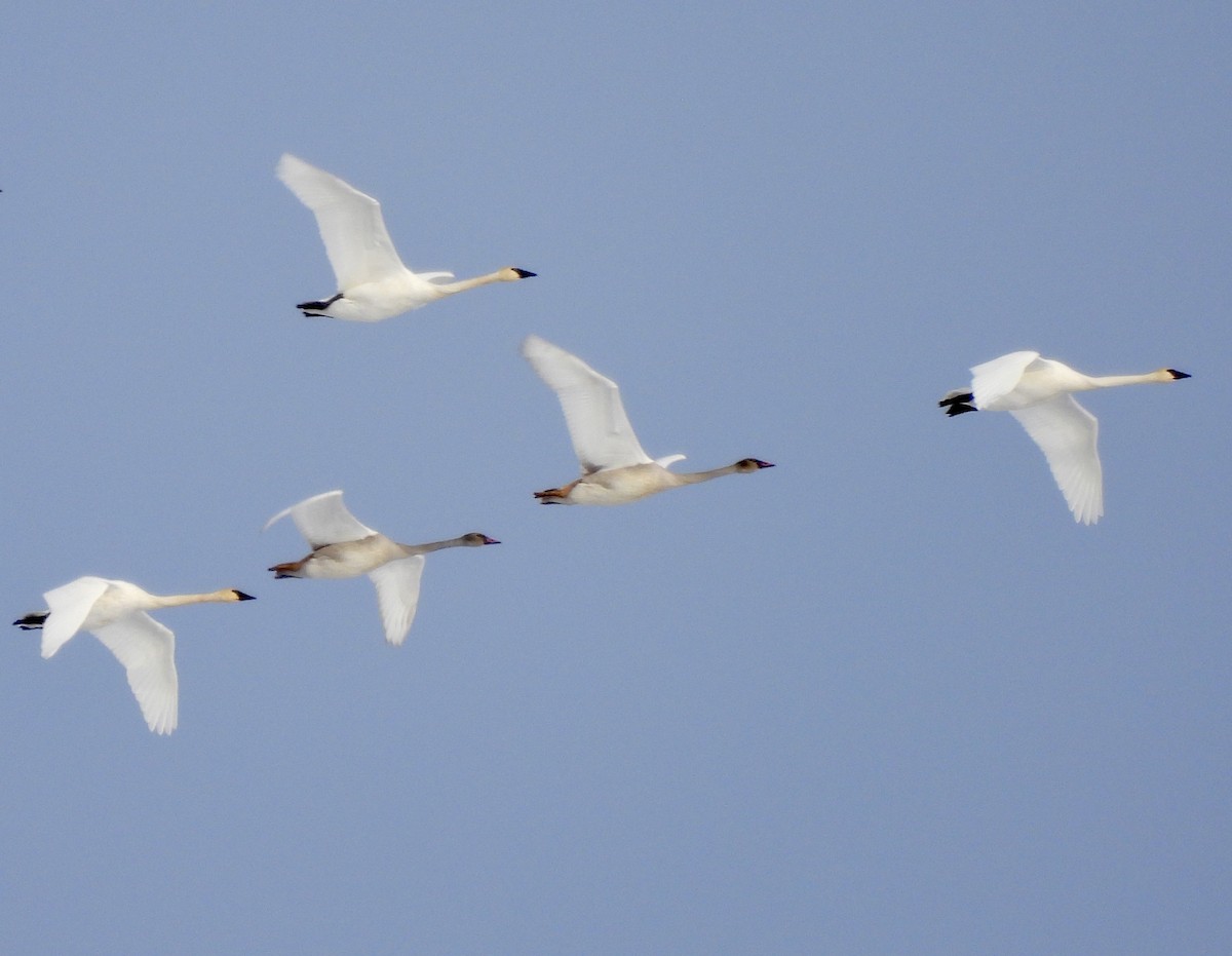 Trumpeter Swan - ML644418723