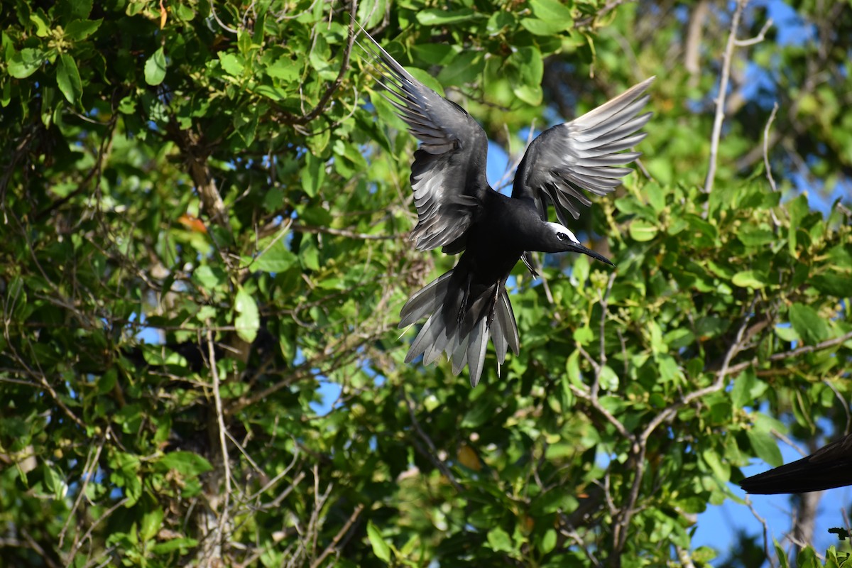 Black Noddy - ML644418724