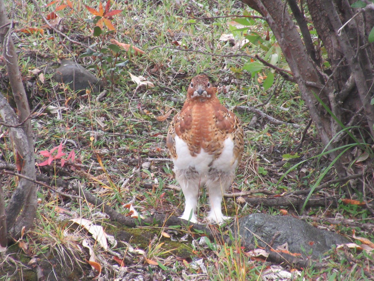 Willow Ptarmigan - ML644418730