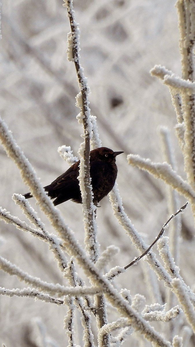 Rusty Blackbird - ML644418736