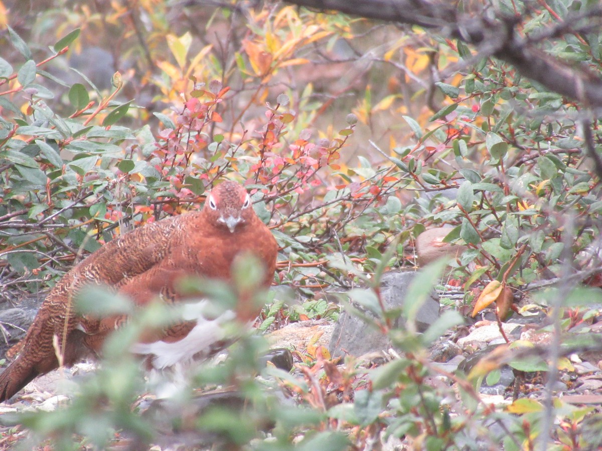 Willow Ptarmigan - ML644418739