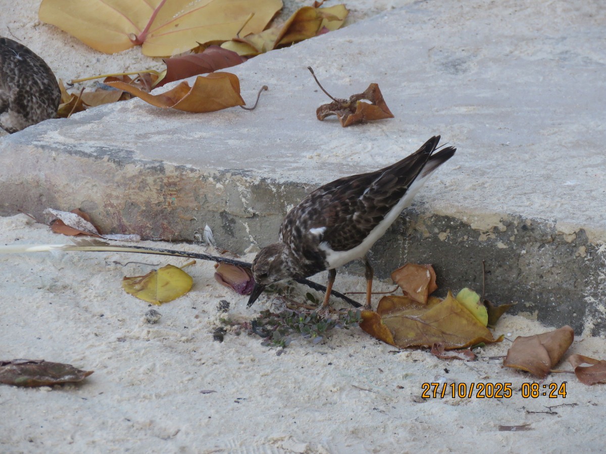 Correlimos sp. - ML644418743